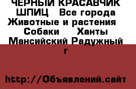 ЧЕРНЫЙ КРАСАВЧИК ШПИЦ - Все города Животные и растения » Собаки   . Ханты-Мансийский,Радужный г.